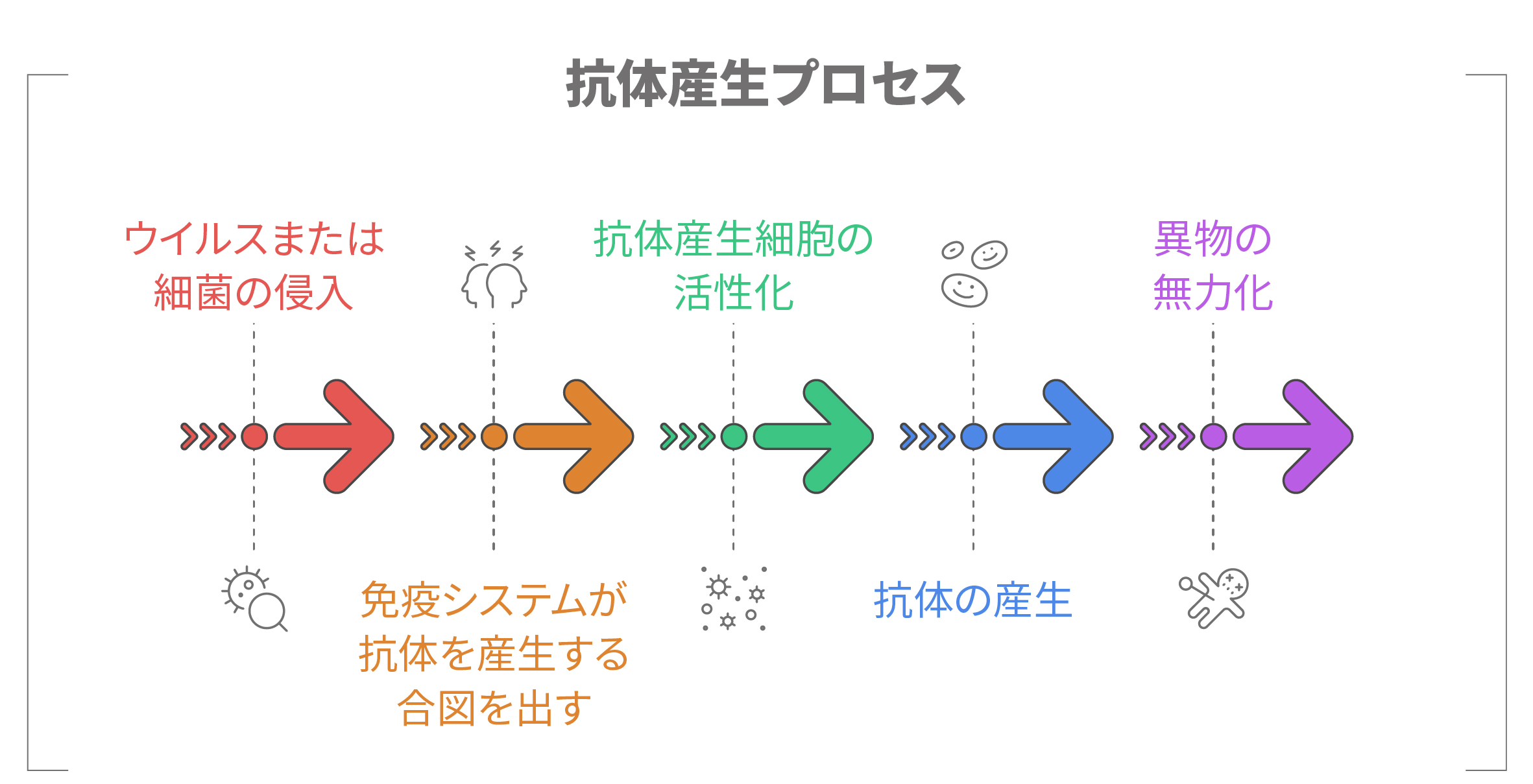 記憶細胞の役割（異物情報の記憶と、再侵入時に迅速な免疫反応を起こす）を示した図