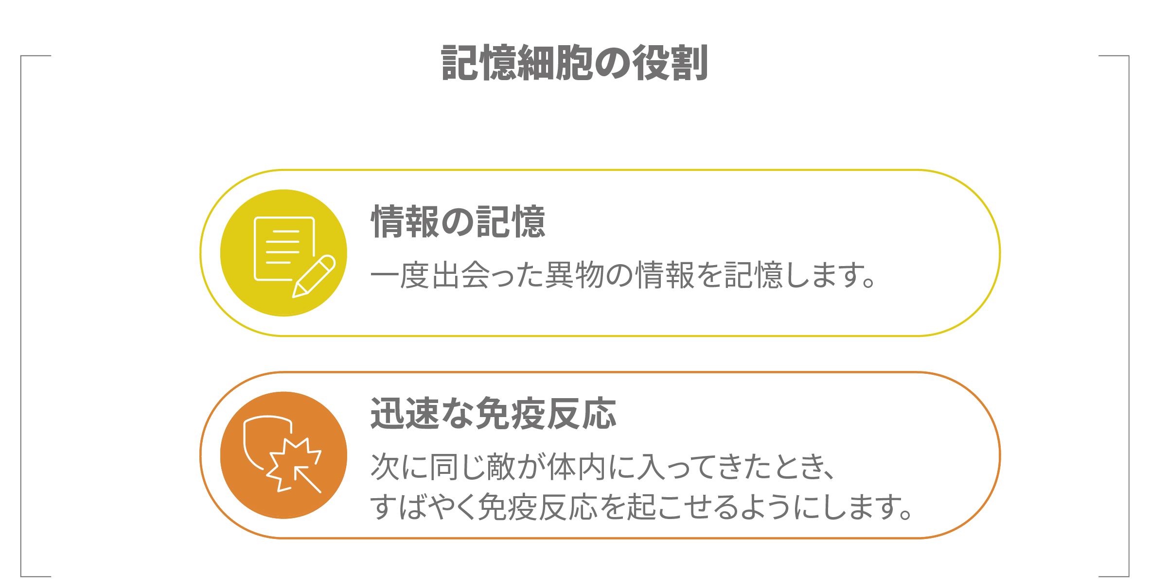 記憶細胞の役割（異物情報の記憶と、再侵入時に迅速な免疫反応を起こす）を示した図