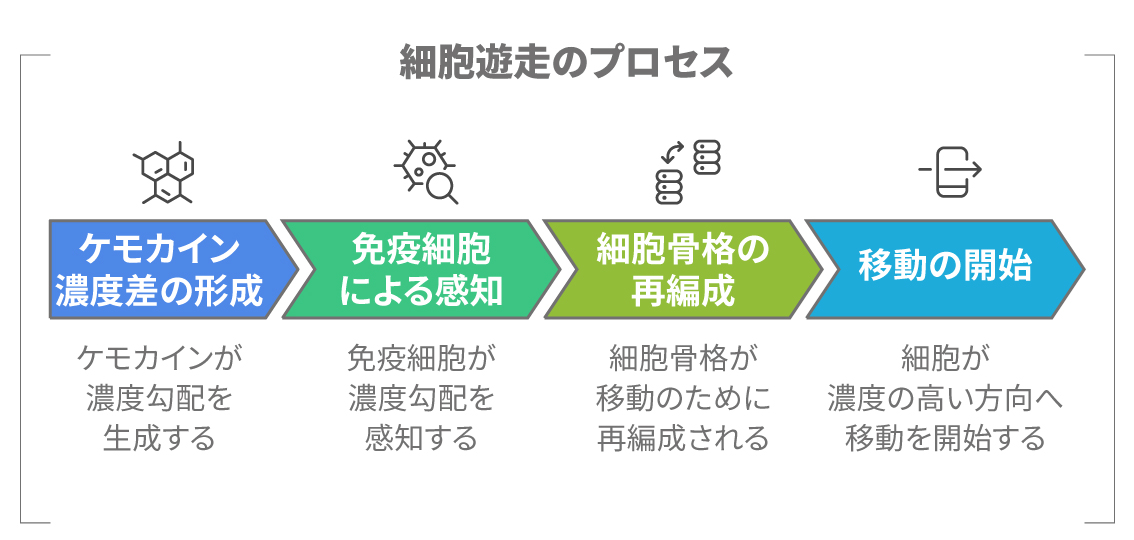細胞遊走の流れ（ケモカイン濃度差の形成→免疫細胞の感知→細胞骨格の再編成→移動の開始）を示す図
