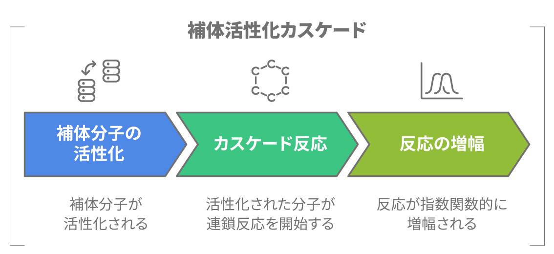 補体分子の活性化からカスケード反応が起こり反応が増幅される模式図