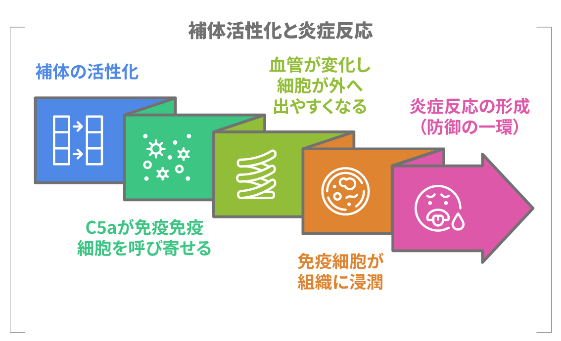 補体の活性化から炎症反応が進み免疫細胞が集まる過程の図