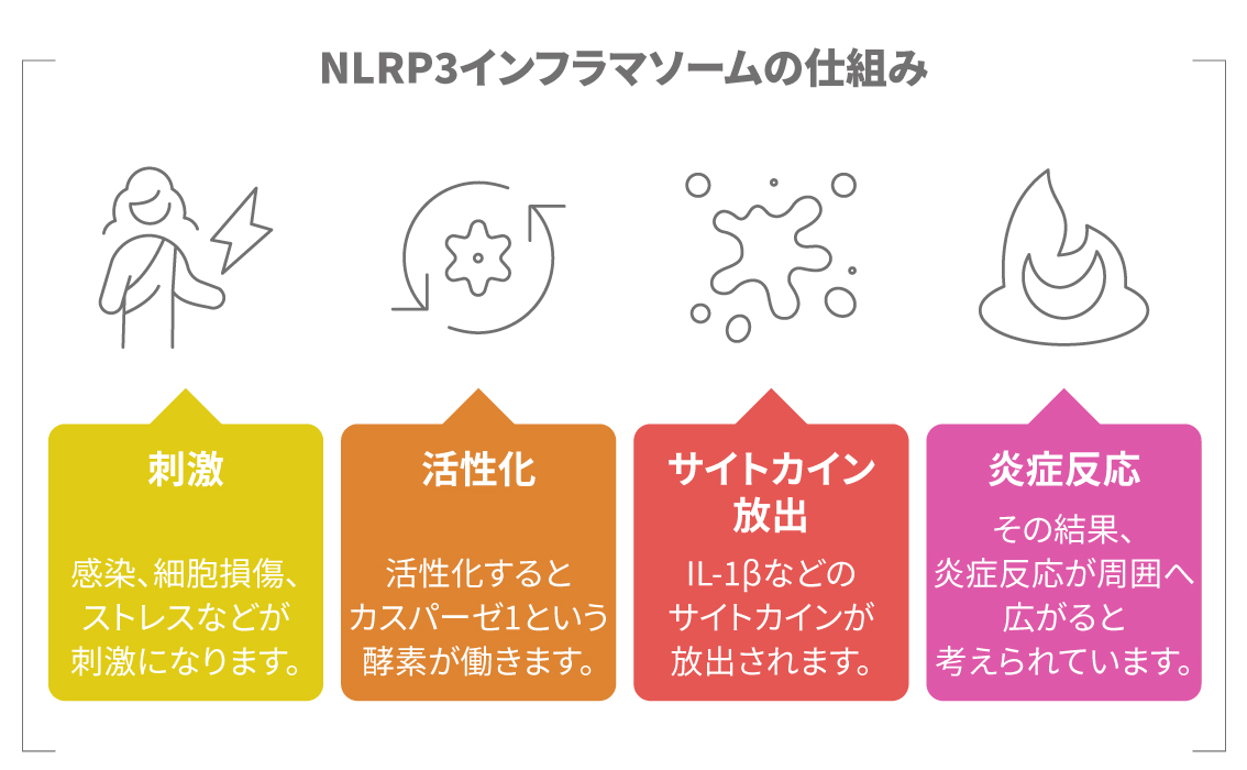 NLRP3インフラマソームの活性化から炎症反応までの流れを示した図