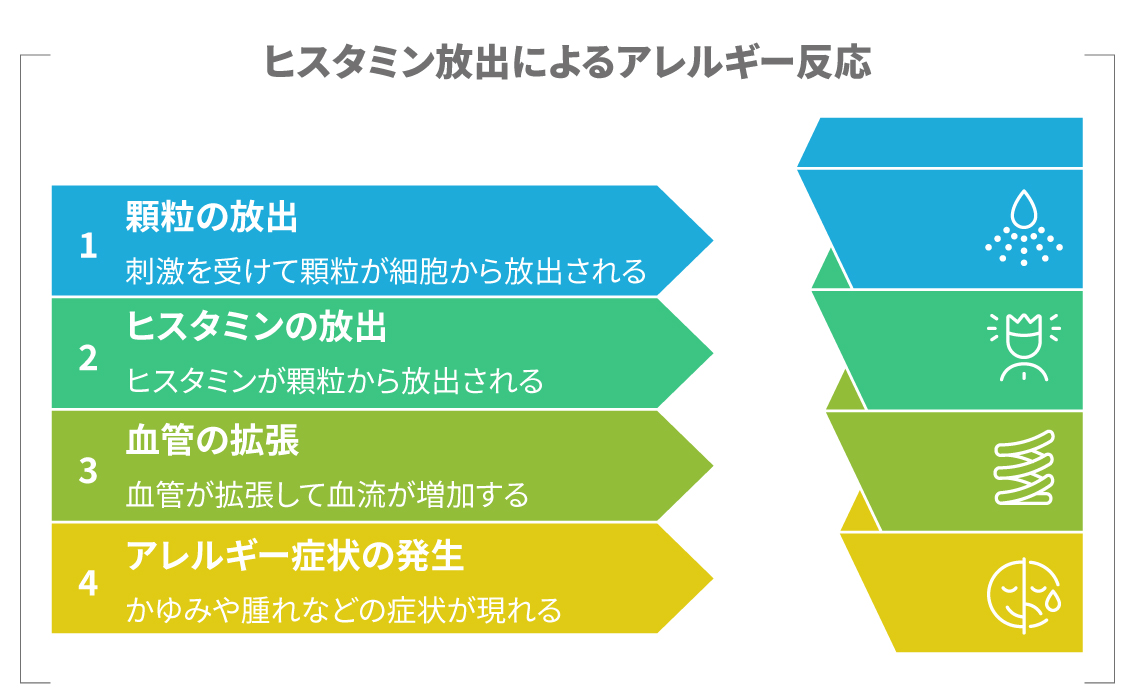 マスト細胞の脱顆粒によりヒスタミンが放出され血管拡張と炎症反応が起こる図解