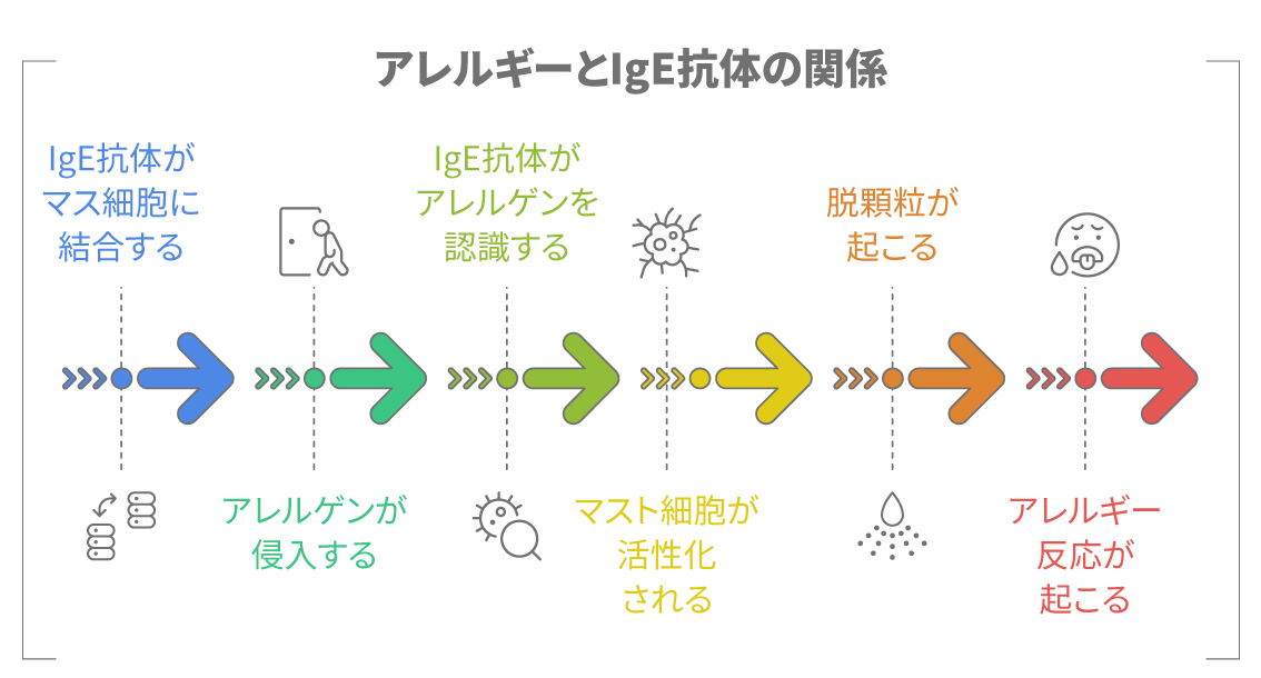 IgE抗体がアレルゲンを認識しマスト細胞が活性化してアレルギー反応が起こる流れの図解