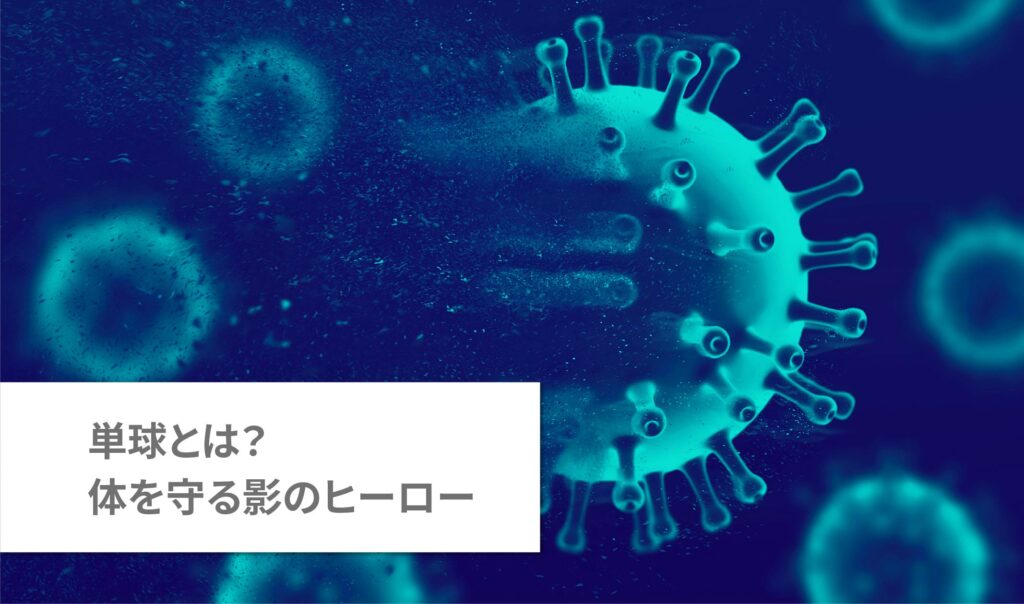 最も大きな免疫細胞、単球とは？体を守る影のヒーロー