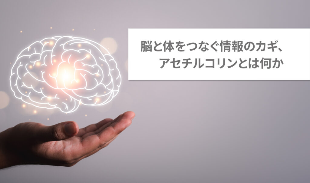 脳と体をつなぐ情報のカギ、アセチルコリンとは何か