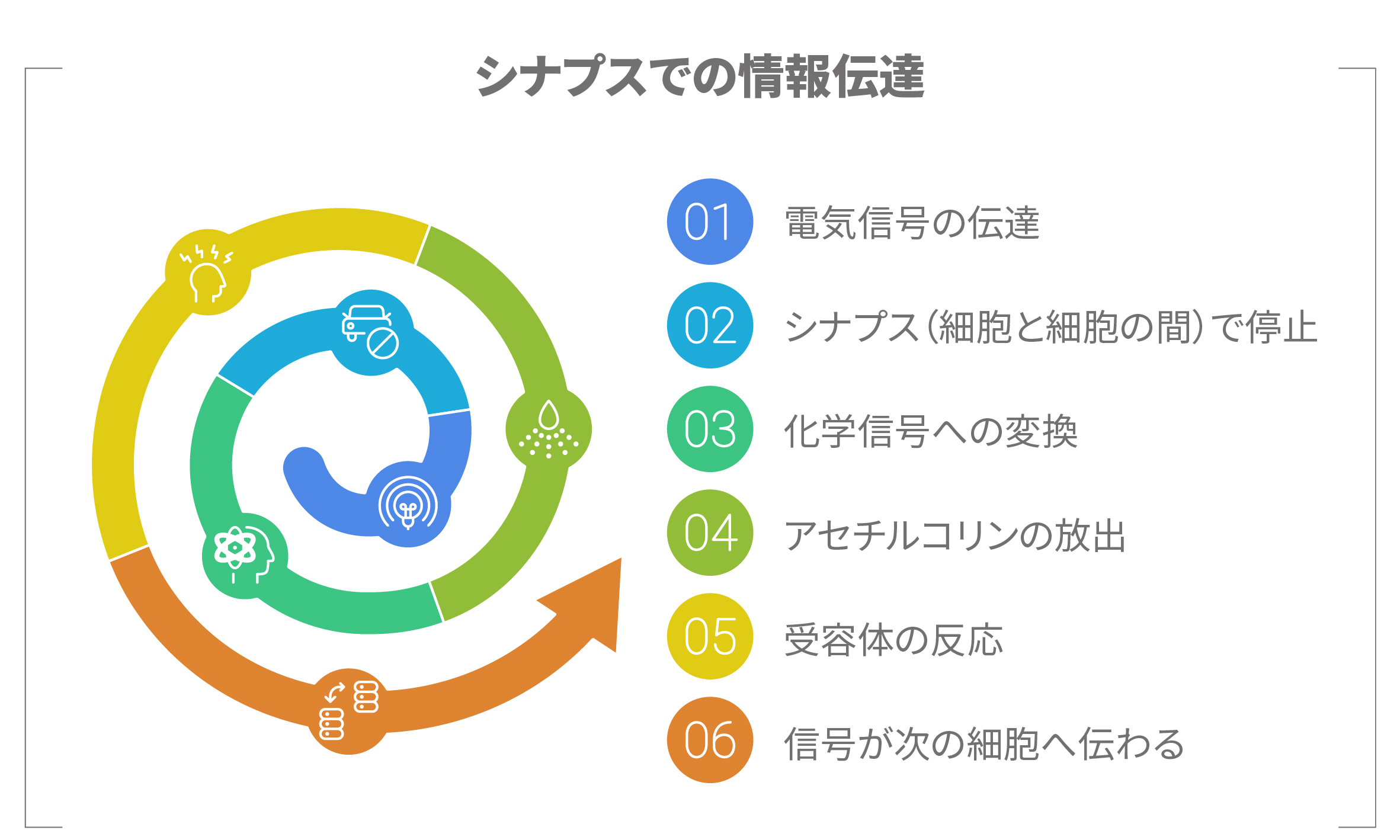 シナプスで電気信号が化学信号に変換され、アセチルコリンが放出されて受容体が反応する流れ