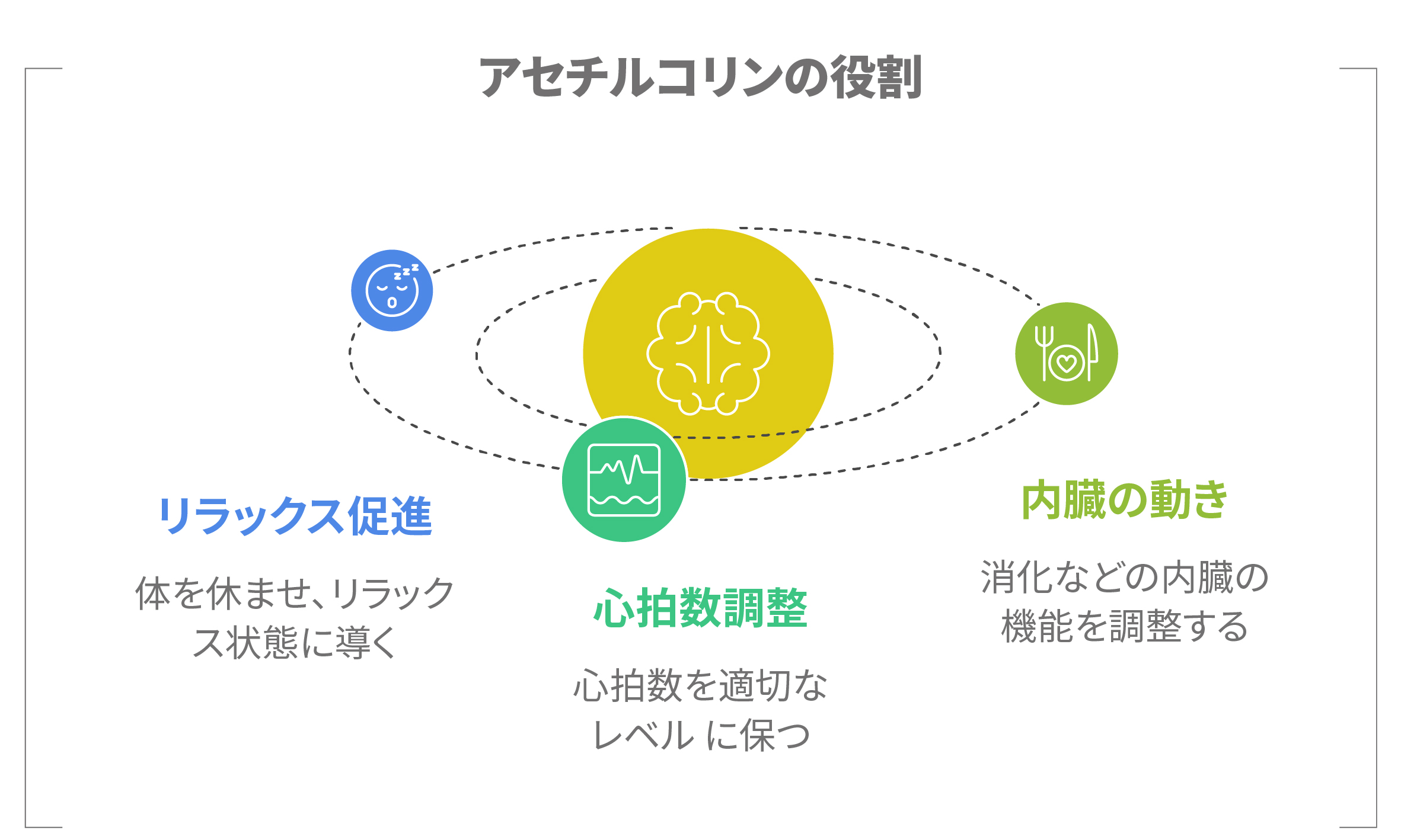 アセチルコリンの役割として、リラックス促進・内臓の動き・心拍数調整を示す図