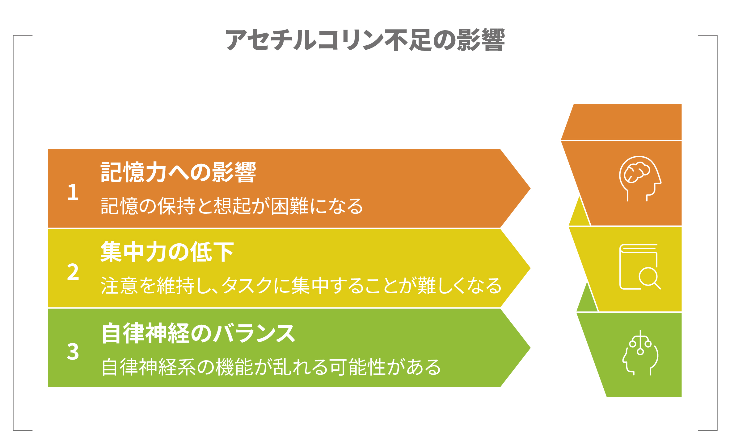 アセチルコリン不足の影響として、記憶力への影響・集中力の低下・自律神経バランスの乱れを示す図