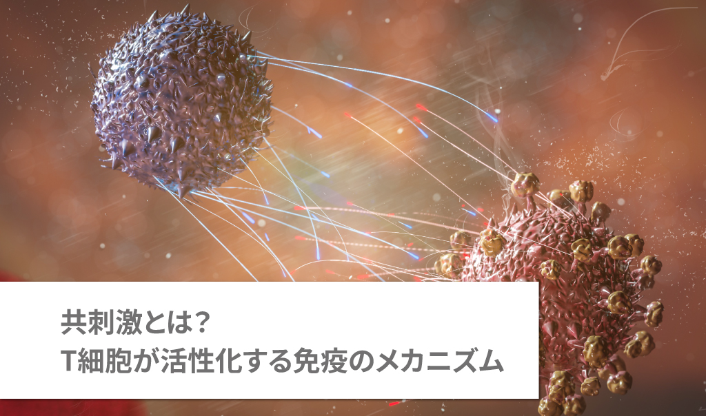 共刺激とは？T細胞が活性化する免疫のメカニズム
