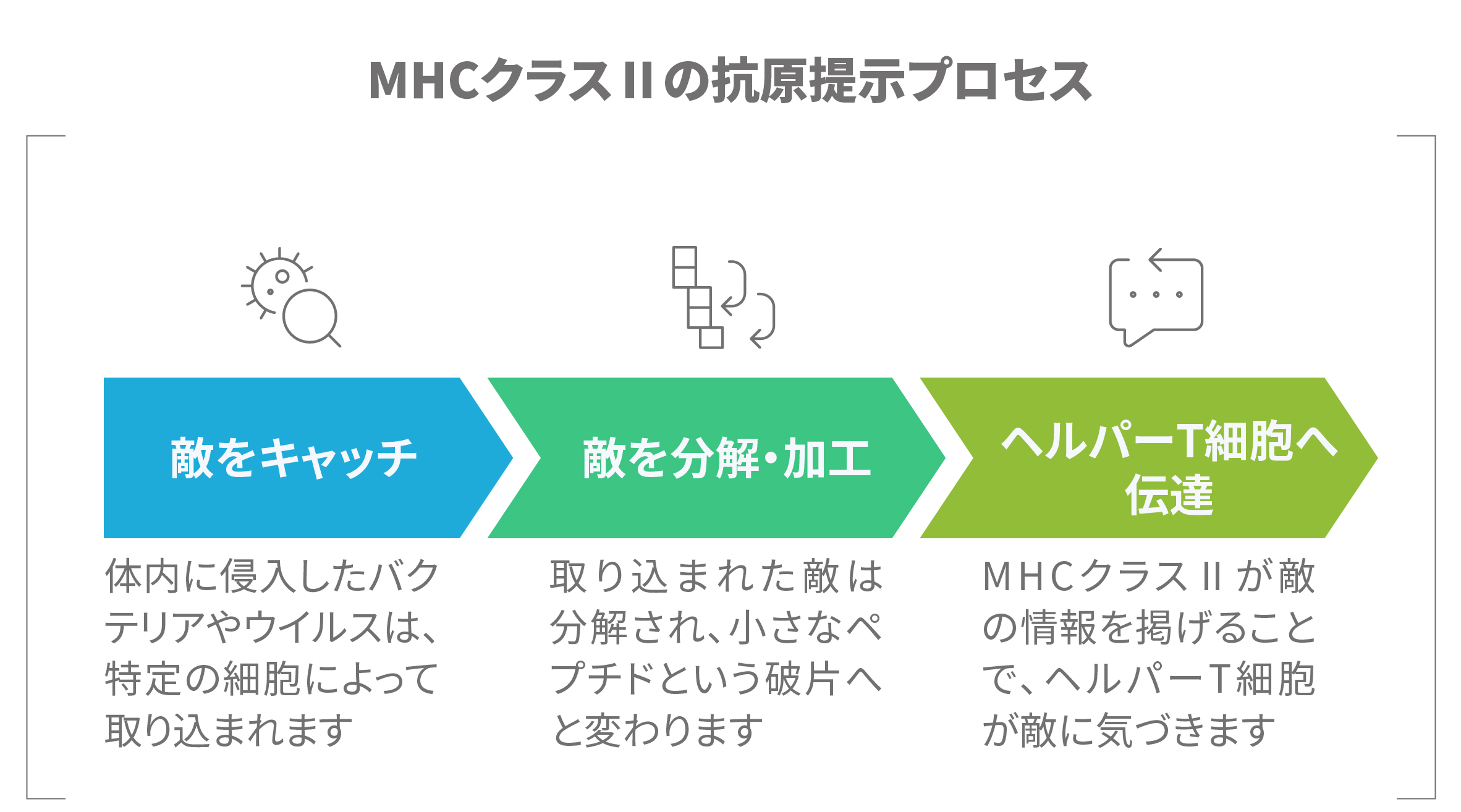 MHCクラスIIの抗原提示プロセスを、敵をキャッチ・分解加工・ヘルパーT細胞へ伝達の3段階で示した図