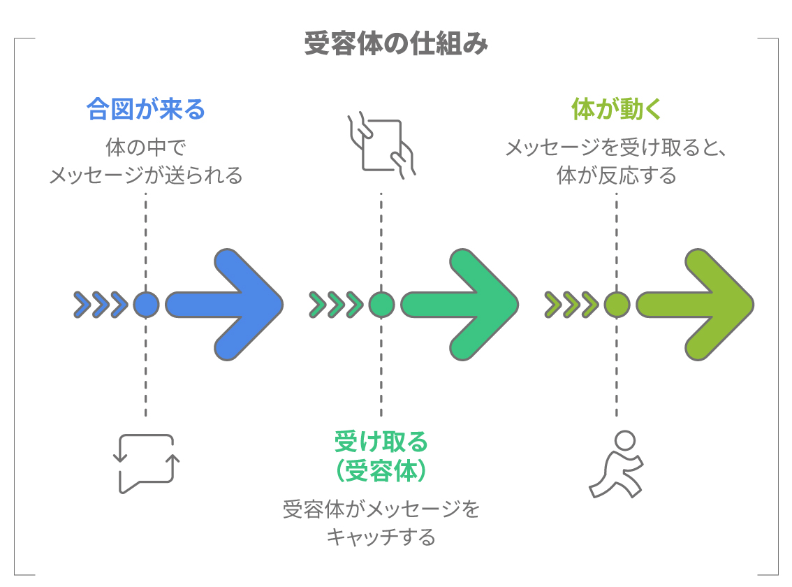 受容体が体のメッセージを受け取る仕組みのイメージ図