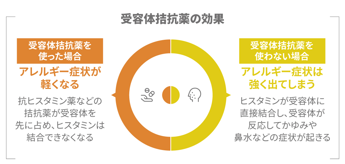 受容体拮抗薬がヒスタミンの結合を防ぐ仕組み