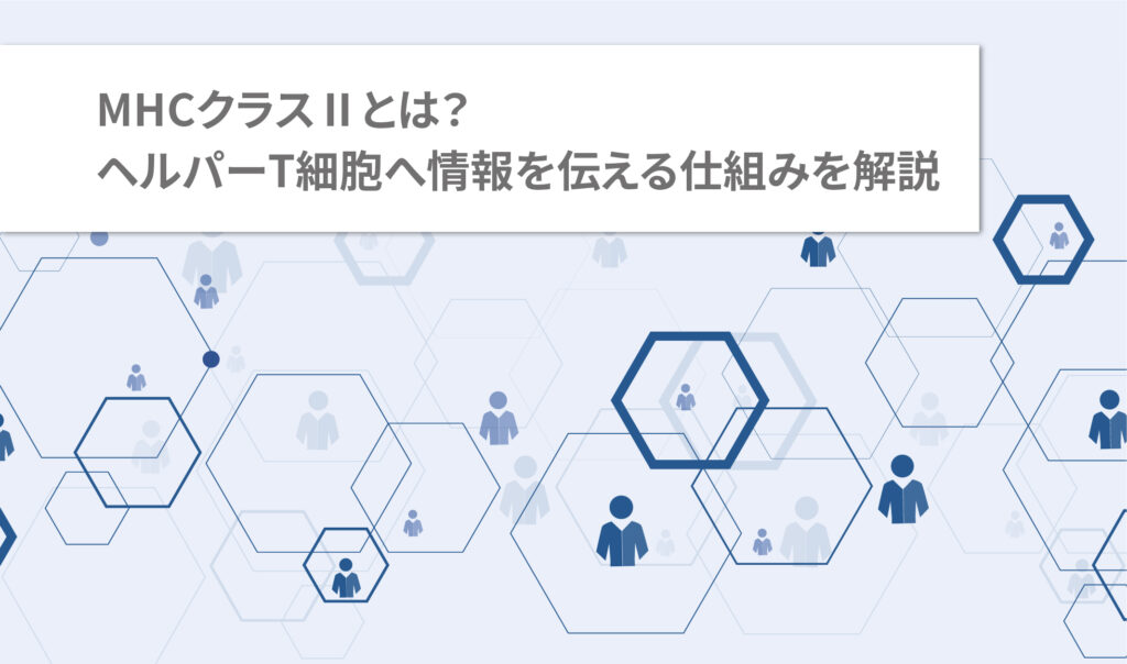 MHCクラスⅡとは？ヘルパーT細胞へ情報を伝える仕組みを解説